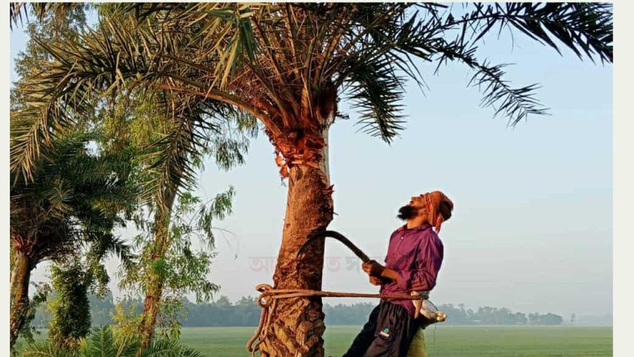 সিরাজগঞ্জে খেজুর রস সংগ্রহে ব্যস্ত গাছিরা