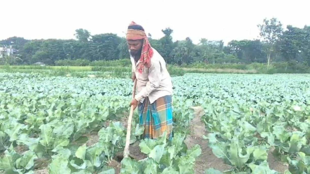 বদলগাছীতে শীতকালীন শাক সবজি চাষে এখন ব্যস্ত সময় পার করছেন কৃষকরা