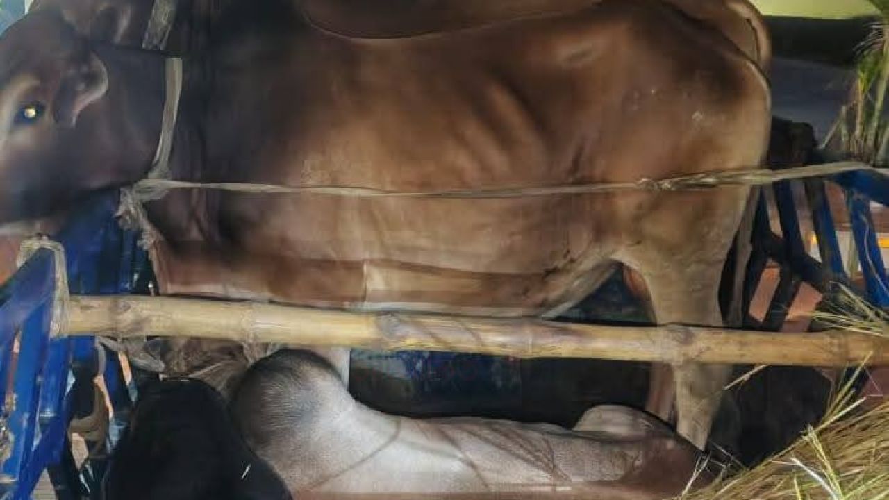 রায়গঞ্জে চোরাই গরু-ছাগলসহ পিকআপ আটক।