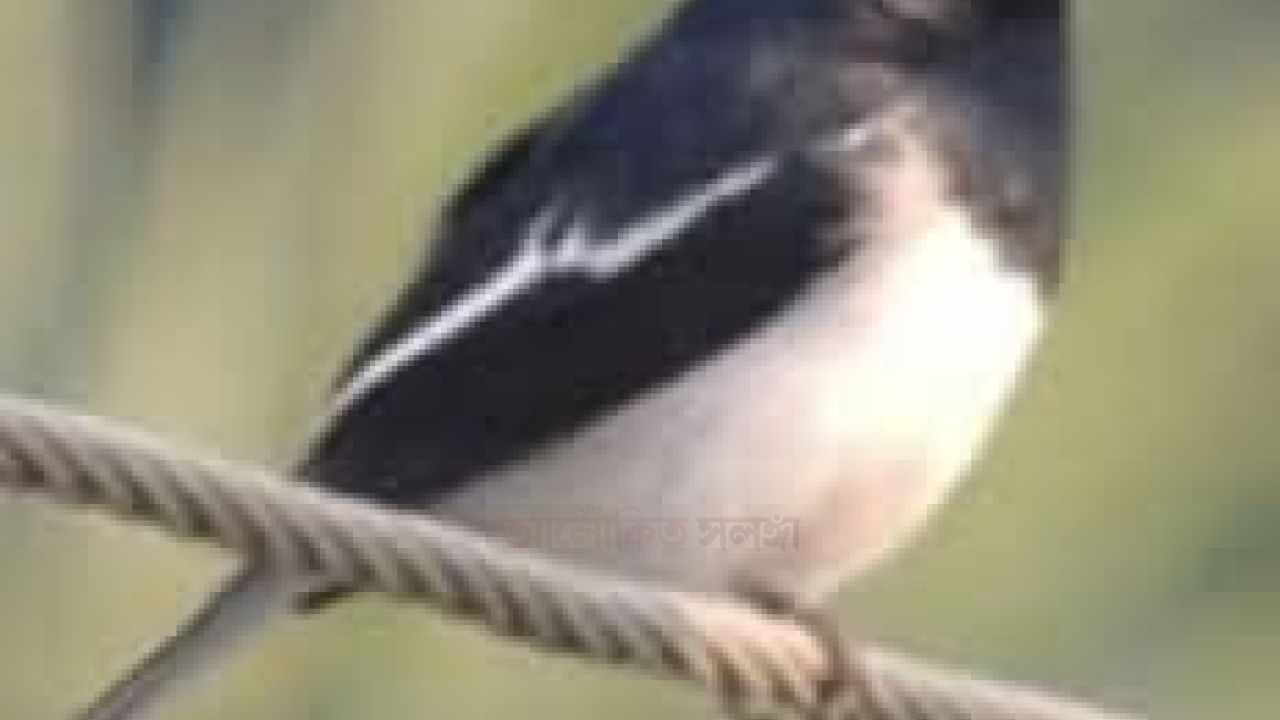 একলা এক পাখি     কবি    আসাদ উল্লাহ 