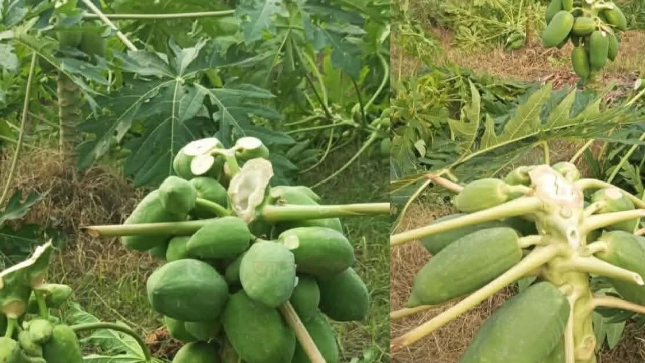 লালপুরে রাতের আঁধারে ৯শত পেঁপে গাছ কেটে সাবাড়, দিশেহারা বর্গাচাষী​লালপুর