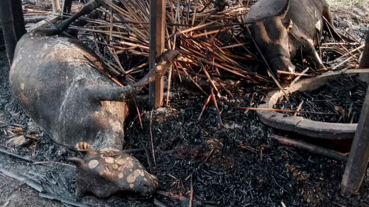 বড়াইগ্রামে অগ্নিকাণ্ডে দুই গরু পুড়ে ছাই, ক্ষতি দিশেহারা কৃষক