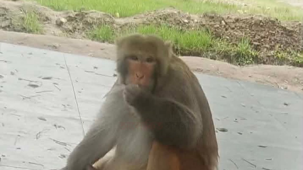 বানর থেকে শেখ