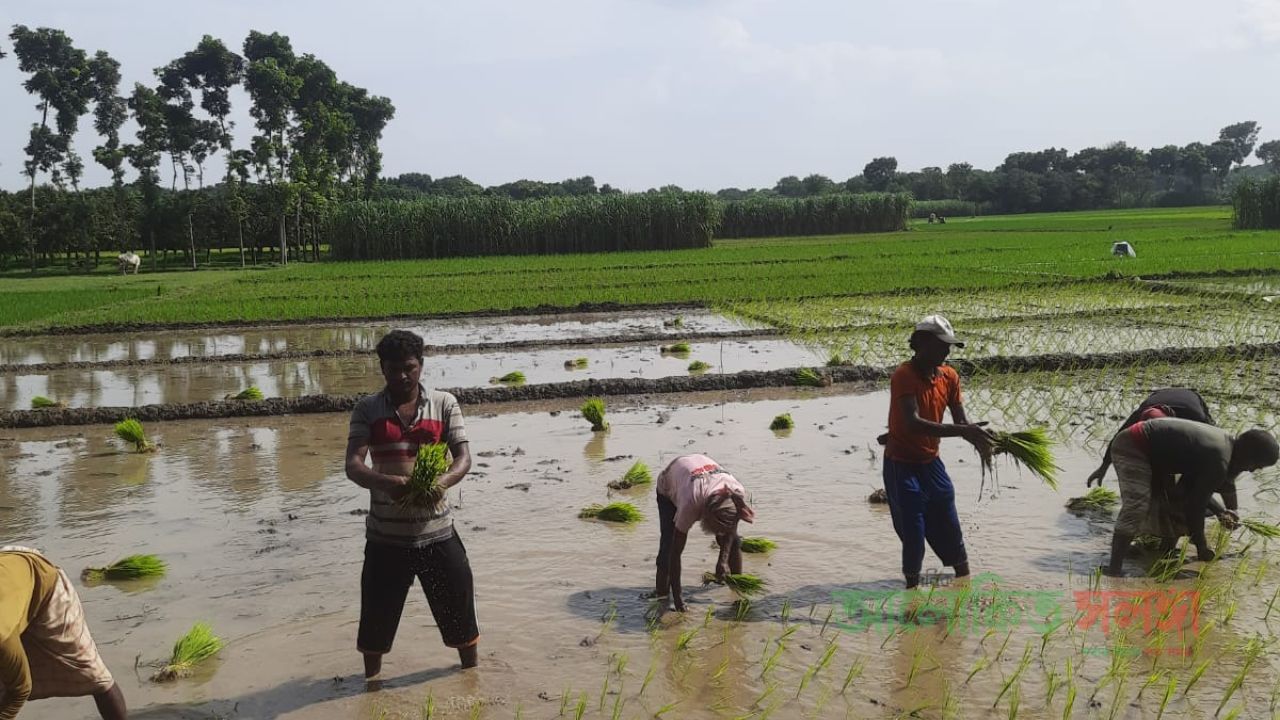 লালপুরে পাট কাটার পর ইরি-বোরো রোপণের ধুম: শ্রমিক ও পাওয়ার টিলার সংকটে কৃষকরা​