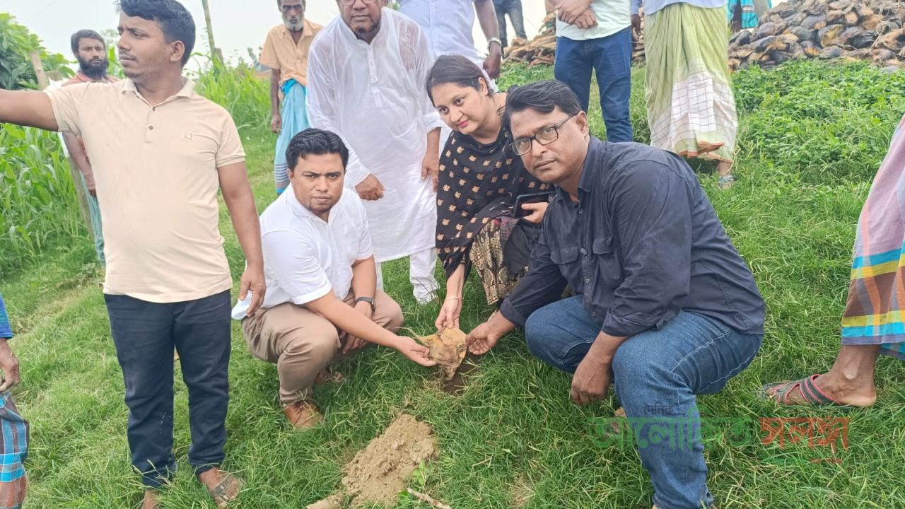 শাহজাদপুরে যমুনার তীর রক্ষা বাঁধে তালবীজ রোপন, উদ্বোধন করলেন ইউএনও 