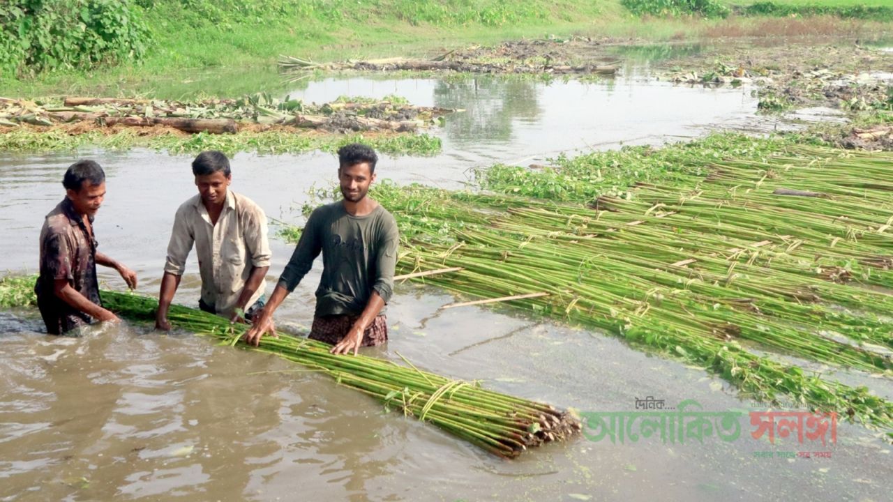ফুলবাড়ীতে পাটের ফলন ও দাম   ভালো, স্বস্তিতে কৃষকেরা॥