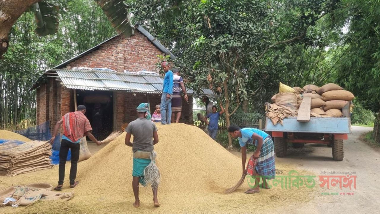 ফুলবাড়ীতে আউশের বাম্পার ফলনেও   হাসি নেই কৃষকের মুখে॥