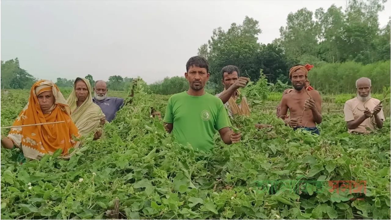 পটলের সঙ্গে এ কেমন শত্রুতা, ১২ বিঘার ফসল হারিয়ে কৃষকের কান্না