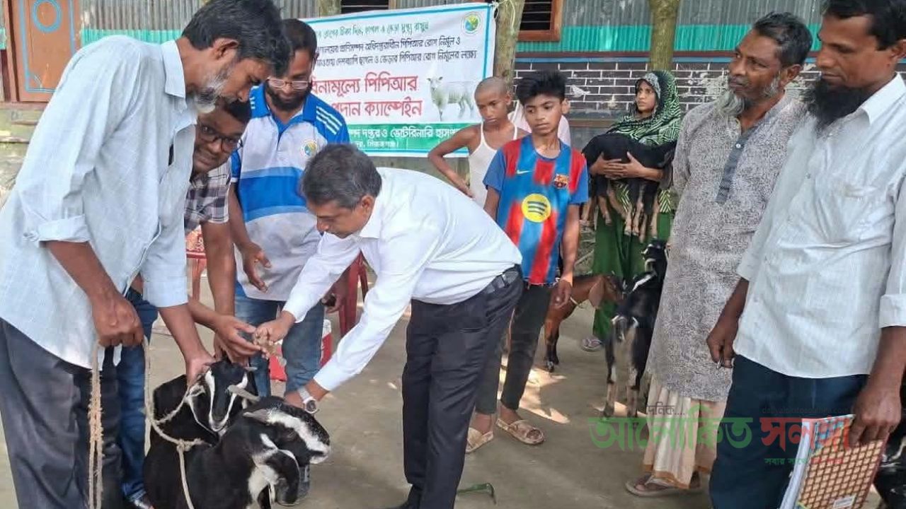 সিরাজগঞ্জে বিনামূল্যে  পিপিআর রোগের   টিকা কার্যক্রম শুরু 