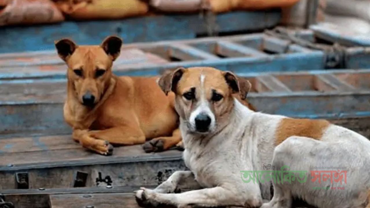 কুকুরের কামড়ে আতঙ্কে লালপুরের গ্রামবাসী, ব্যবস্থা নেওয়ার দাবি