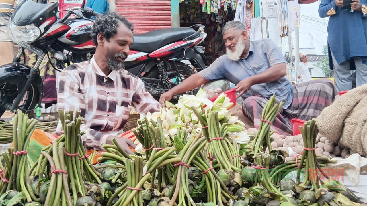 চলনবিলের শাপলা বিক্রিতে   সংসার চলে আব্দুল আলিমের