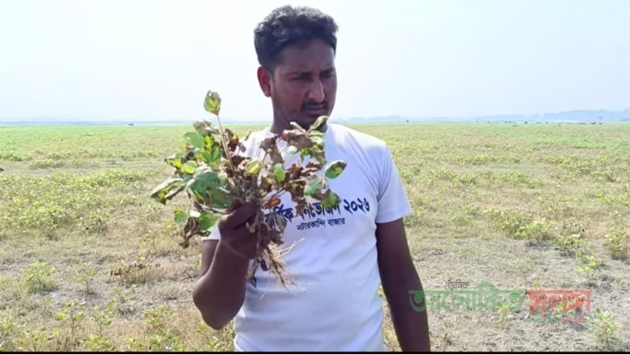 কীটনাশক দিয়ে মাসকালাই ফসল নষ্টের অভিযোগ, ১০ জনের বিরুদ্ধে থানায় অভিযোগ
