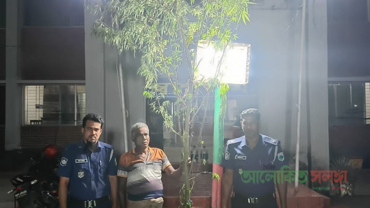 নাটোরের লালপুরে ১৬ ফুট ৩ ইঞ্চি উচ্চতার বিশাল গাঁজাসহ গ্রেফতার ১