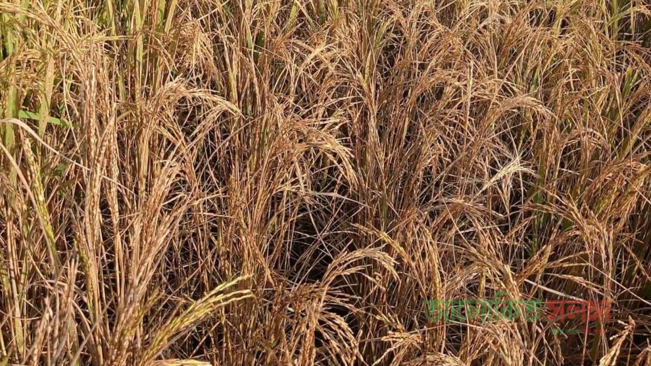 লালপুরে জমি নিয়ে বিরোধ: বিষ প্রয়োগে চার কৃষকের ধানখেত নষ্টের অভিযোগ, থানায় জিডি​